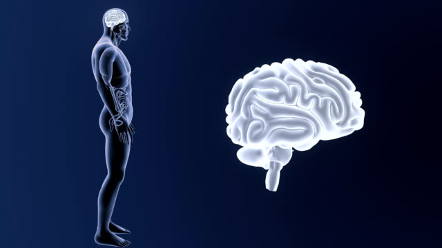 Menschliche-Gehirn-Zoom-mit-Organen
