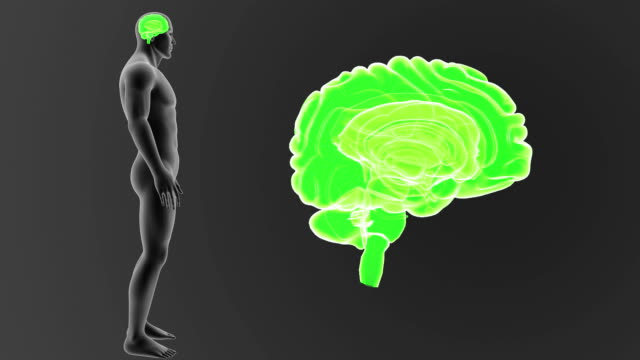 Menschliche-Gehirn-Zoom-mit-Körper