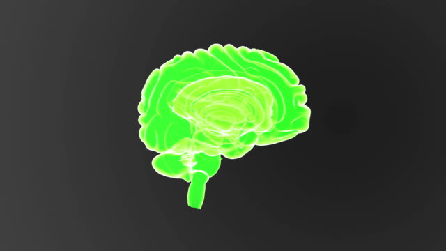 Human-Brain
