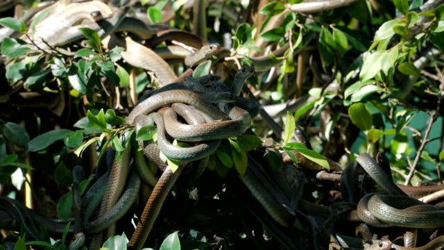 Oriental-rat-snakes