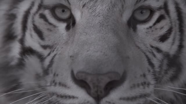 Porträt-einer-Amur-Tiger-Nahaufnahme