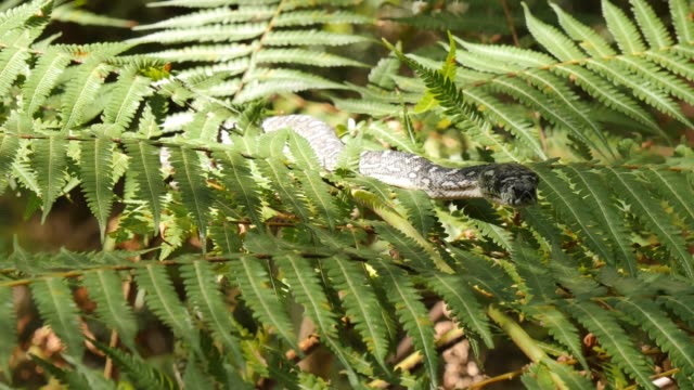 Snake-reptile-in-tree-Diamond-Python