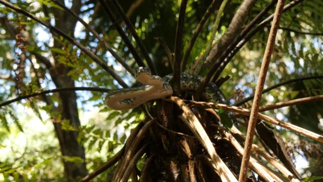 Australische-Reptil-Schlange-Python-Diamant-im-Regenwald