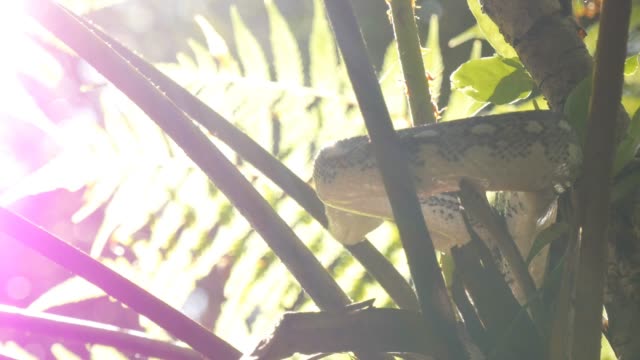 La-serpiente-caza-en-medio-de-la-exuberante-selva-tropical---diamante-Python