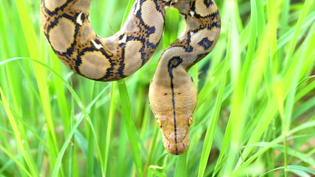 Python-(Morelia-Viridis).-Nahaufnahme-des-Auges