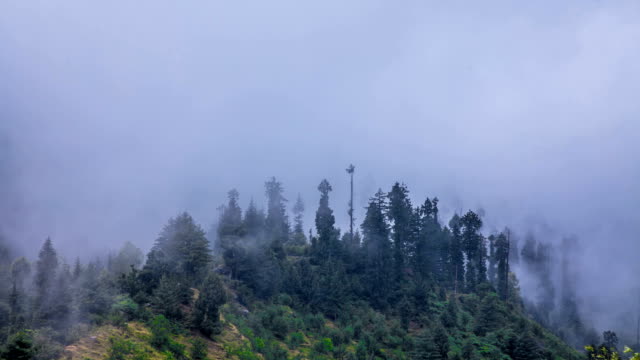 Nebel-im-Wald-timelapse