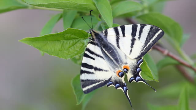 Prächtige-Schwalbenschwanz-Schmetterling-Rest-auf-Frühlingsgrün-Blatt