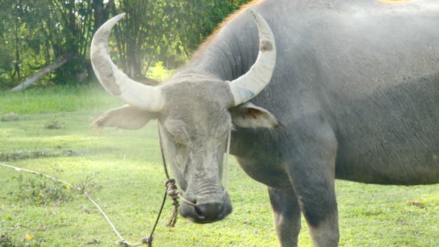 head-of-buffalo-in-green-field