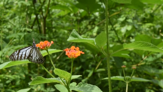 La-mariposa-tigre-vidrioso-común-busca-néctar-en-flores