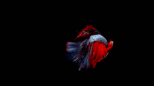 Super-slow-motion-of-vibrant-Siamese-fighting-fish-(Betta-splendens),-well-known-name-is-Plakat-Thai,-Betta-is-a-species-in-the-gourami-family