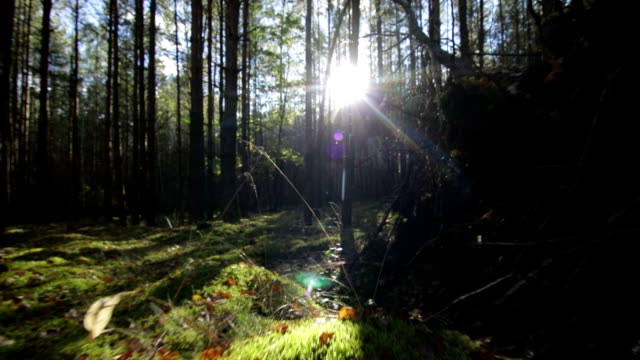 Flug-über-Moos-und-Rasen-in-den-tiefen-Wald-in-sonnigen-strahlt-Sonnenlicht-Blendenfleck