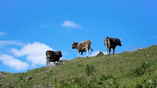 Cows-grazing-on-hill