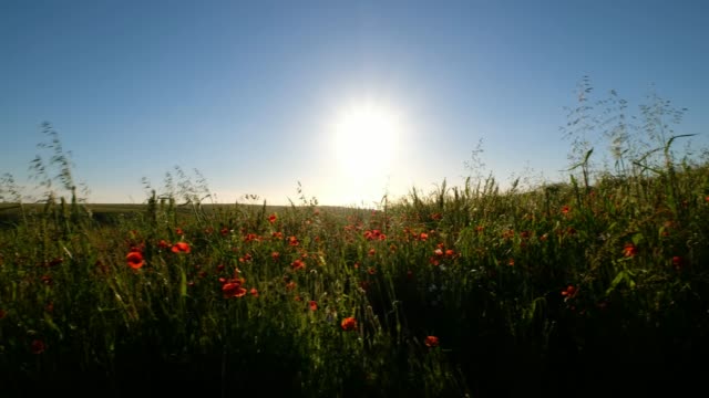 Fields-of-Wild-Poppies-near-Sunset,-Pentire,-Newquay,-Cornwall---June.