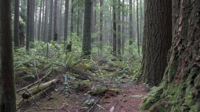 Misty-Rainforest,-Pacific-Northwest-4K,-UHD