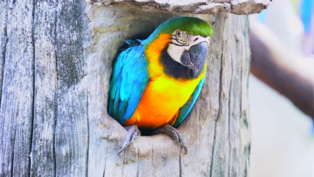 Macaw-Parrot-in-Wood-hollow