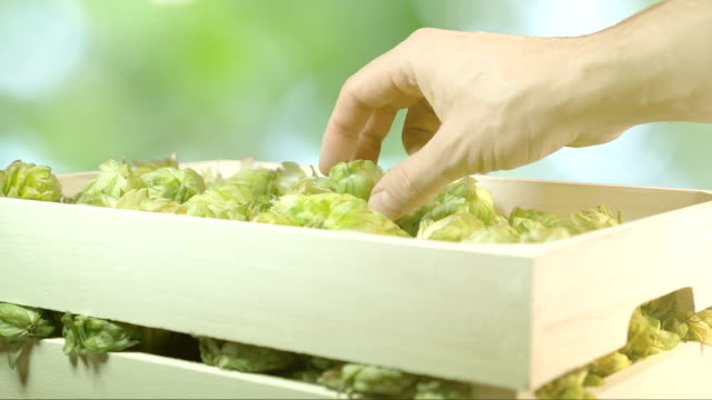 Man-checking-hops-in-the-box-in-slow-motion-180fps
