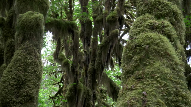 Incline-hacia-abajo-el-tiro-de-tres-troncos-de-arce-de-bigleaf-cubiertos-de-musgo-en-el-bosque-tropical-hoh