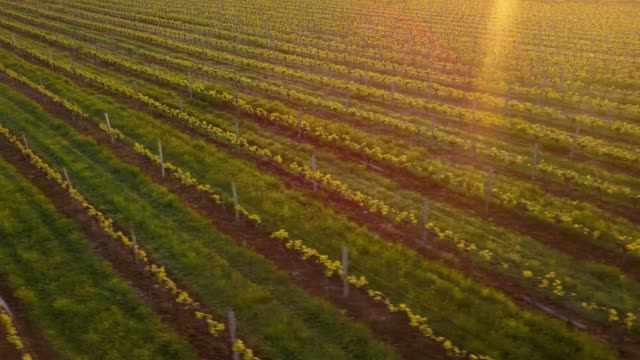 Aerial-Flug-über-schöne-Weinkulturlandschaft-in-Frankreich-bei-Sonnenuntergang.-4K-UHD.