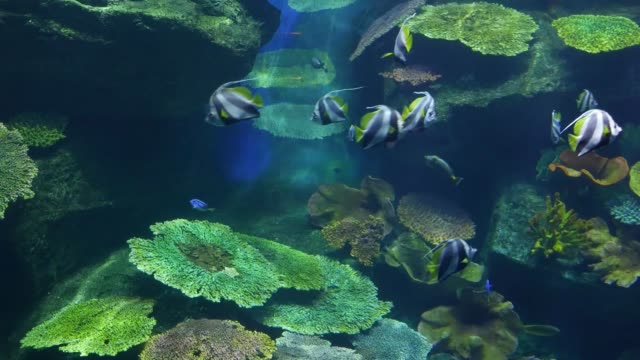 Schöne-Fische-im-Aquarium-auf-Dekoration-der-aquatischen-Pflanzen-Hintergrund.-Eine-bunte-Fische-im-Aquarium.