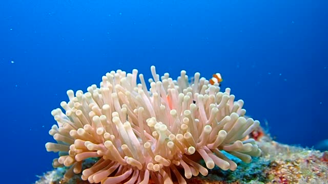 Swimming-Ocellaris-Clownfish-in-sea-anemone.