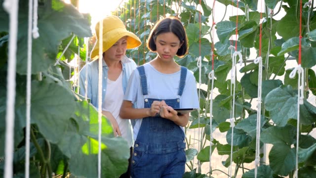 Asiatische-Frau-Bauer-und-Mädchen-mit-digitalen-Tablet-für-die-Überwachung-der-Produktion-von-Melone