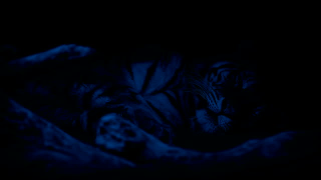 Tigre-descansando-en-la-oscuridad-enfoque-Pull