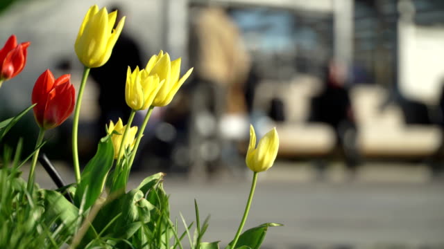 Roten-und-gelben-Blumen-Tulpen-im-Frühling-Stadtpark-im-Hintergrund-unkenntlich-Menschenmenge-auf-Fahrräder,-Scooter-skateboards