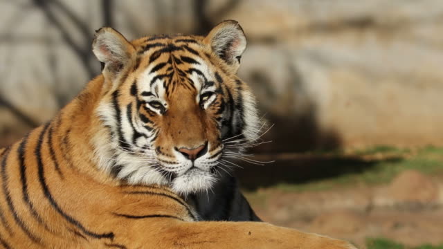 Bengal-tiger-Porträt