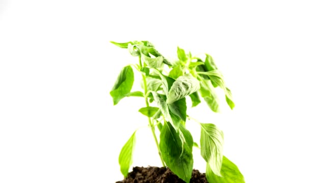 grüne-Pflanze-Widerrist-und-sprang-ins-Leben-4K-Zeitraffer