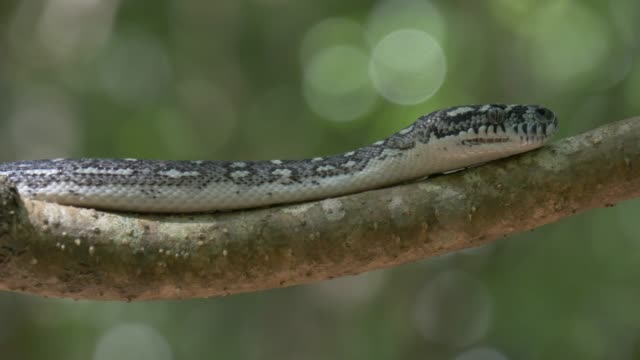 Python-snake-in-natural-environment-hunting-in-forest---Diamond-Python