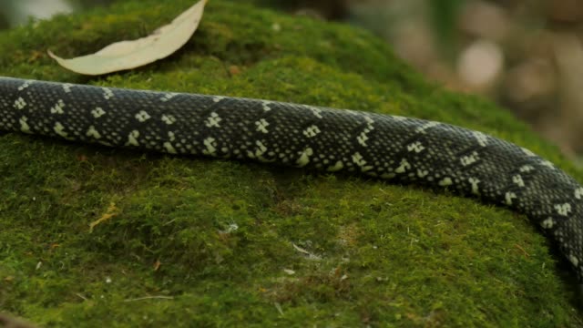 La-serpiente-caza-de-reptiles-closeup-en-selva---diamante-Python