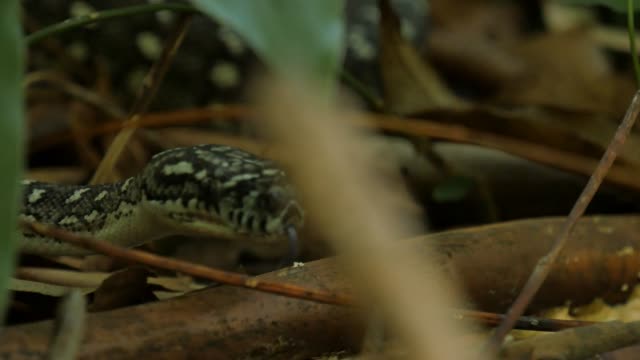 Snake-hunting-in-lush-rain-forest-environment---Diamond-Python