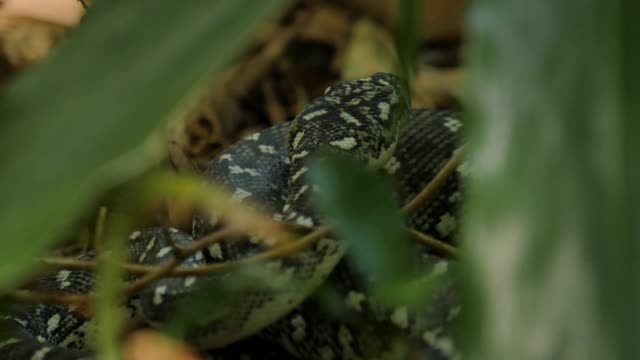 Snake-serpiente-reptil-en-árbol-diamante-Python