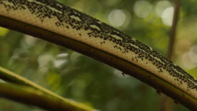 La-serpiente-reptil-en-árbol-diamante-Python