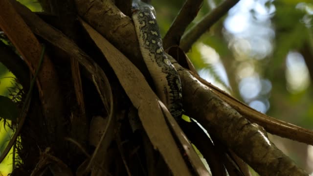 Snake-reptile-closeup-hunting-in-rain-forest---Diamond-Python