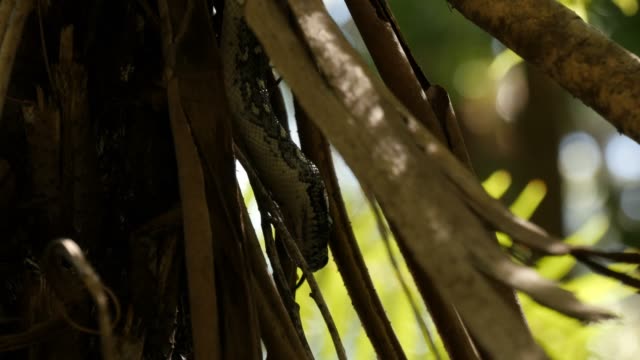 Serpiente-Pitón-en-el-árbol-de-helecho-bosque-lluvioso---diamante-Python