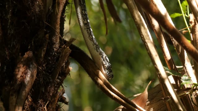 Python-snake-in-natural-environment-hunting-in-forest---Diamond-Python