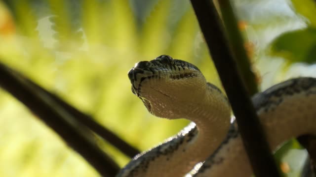 Closeup-de-snake-pit-órganos,-ojos-y-boca-caza---diamante-Python