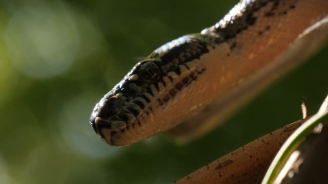 Australiano-no-venenoso-serpiente-de-diamante-Python