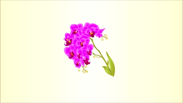 Video-animation-seamless-loop--branch-orchid-Phalaenopsis--purple-flowers-and-leaves-tropical-plants--stem-vintage