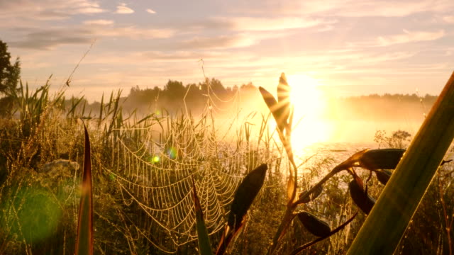 Morning-dew-on-spider-web-against-sunset-background