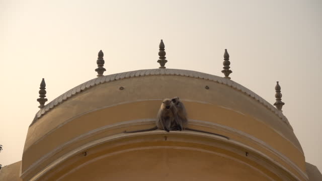 Some-langur-monkeys-are-playng-on-a-rooftop-in-Varanasi,-India.