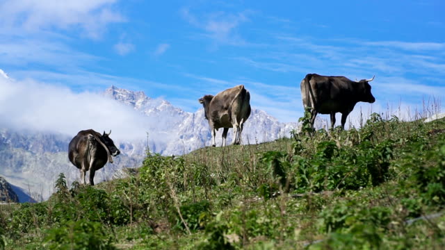 Kühe-grasen-auf-Hügel