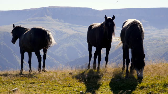 Pferde-grasen-auf-Hügel
