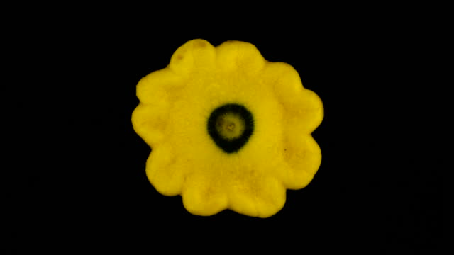 Top-view-from-above-of-a-yellow-patisson-squash.-Slowly-rotating-on-the-turntable.-Isolated-on-the-black-background.-Close-up.-Macro.