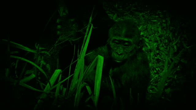 Vista-de-noche-de-la-visión-del-bebé-gorila
