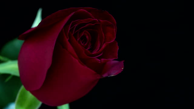 Rote-rose-blüht,-Zeitraffer,-4-k-Aufnahmen