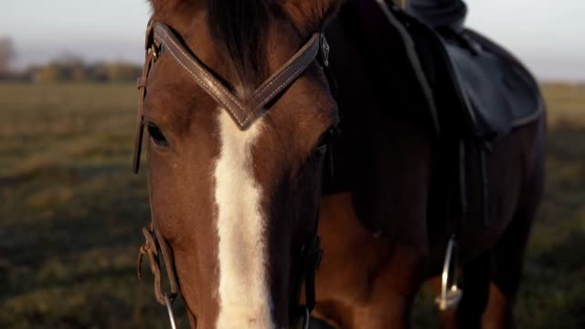 Beautiful-dark-brown-stallion-horse-pasturing-on-meadow-field-at-sunrise-morning