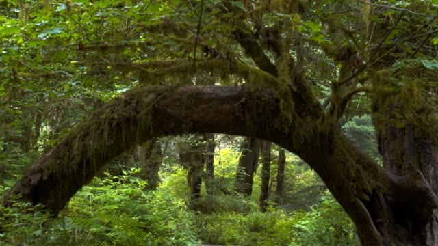 gimbal-clip-walking-under-a-tree-forming-an-arch-at-hoh-rainforest-in-olympic-np
