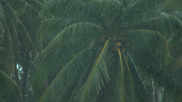 CLOSE-UP:-Large-coconut-tree-weathering-the-intense-rainstorm-in-Aitutaki.